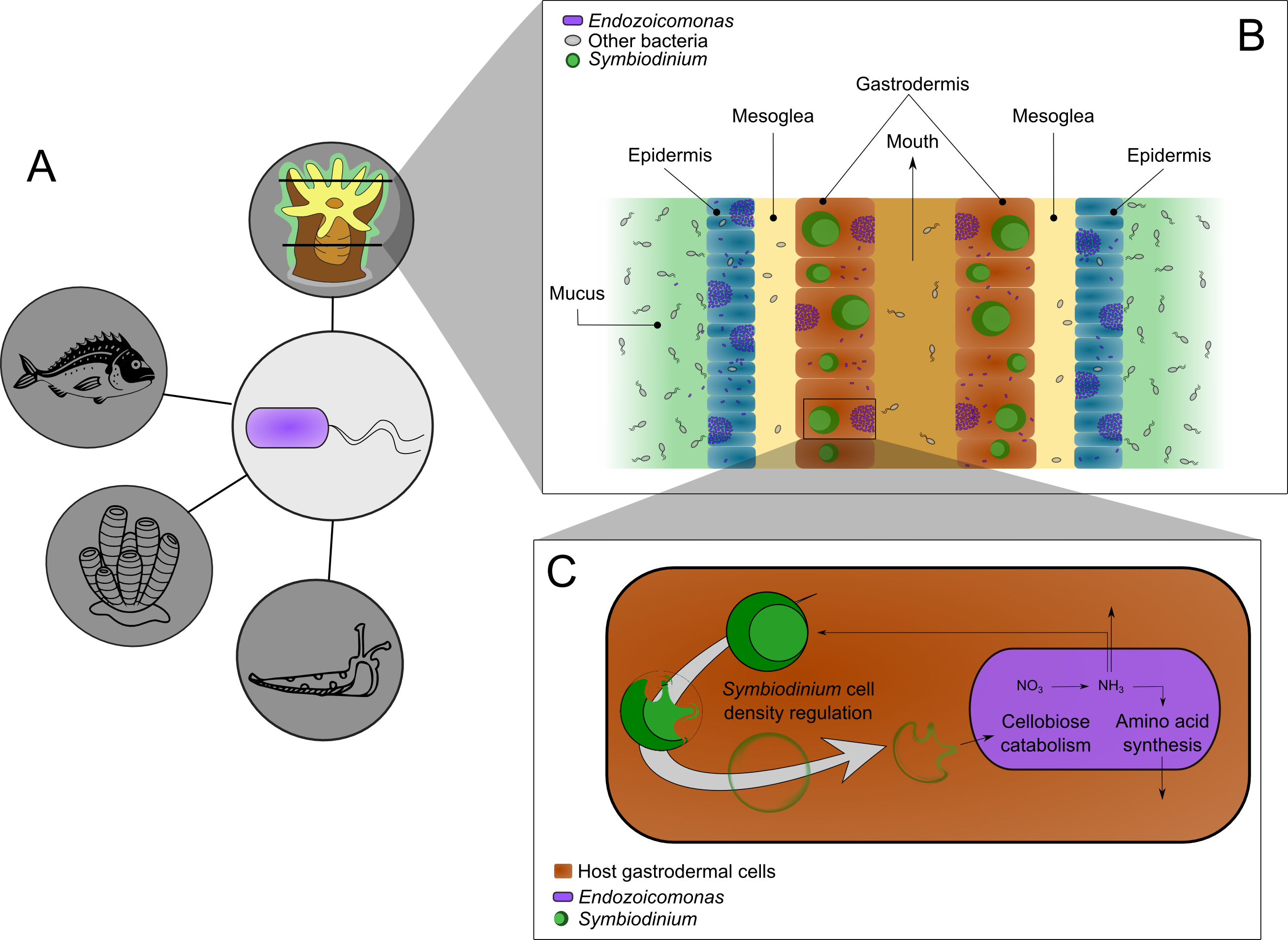 Endozoicomonas Species Have Been Reported In Association (2617x1911), Png Download