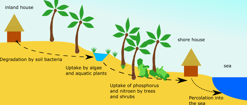 How Wastewater Gets Cleaned By Plants And Bacteria (973x414), Png Download