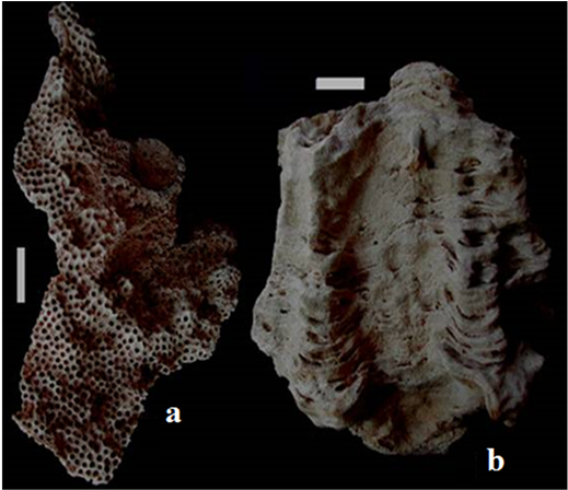 Astraeaopora Sp (903x447), Png Download