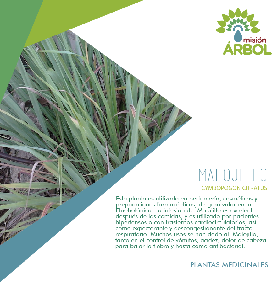 #19nov ¿sabías Qué, Hay Plantas Con Propiedades Medicinales (900x900), Png Download