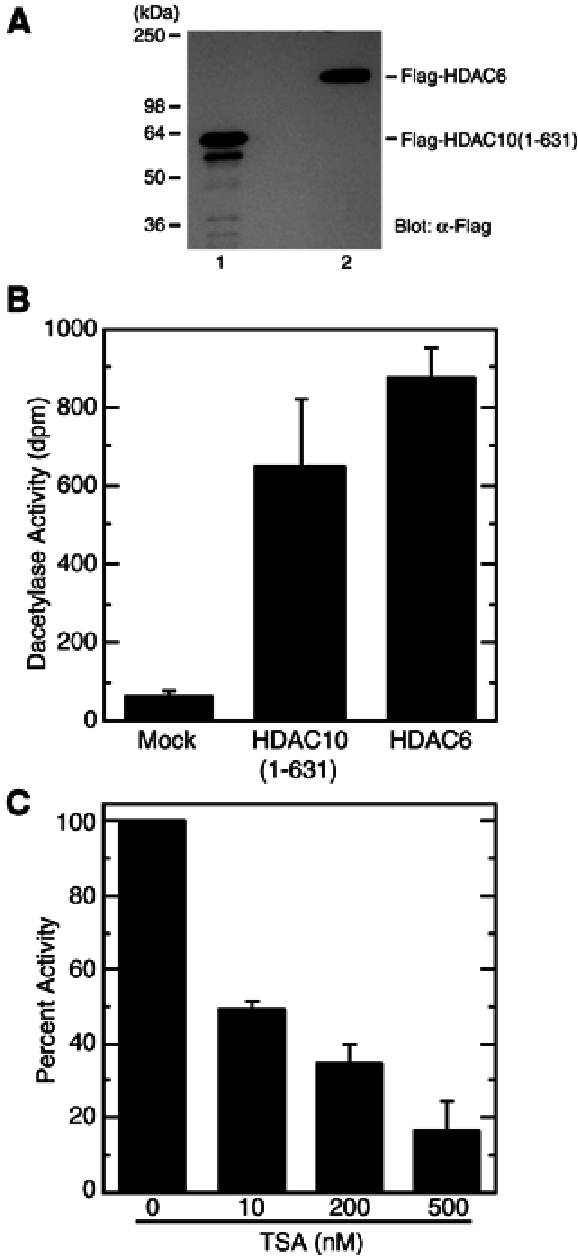 Expression Of Hdac10 From Sf9 Cells (748x1269), Png Download