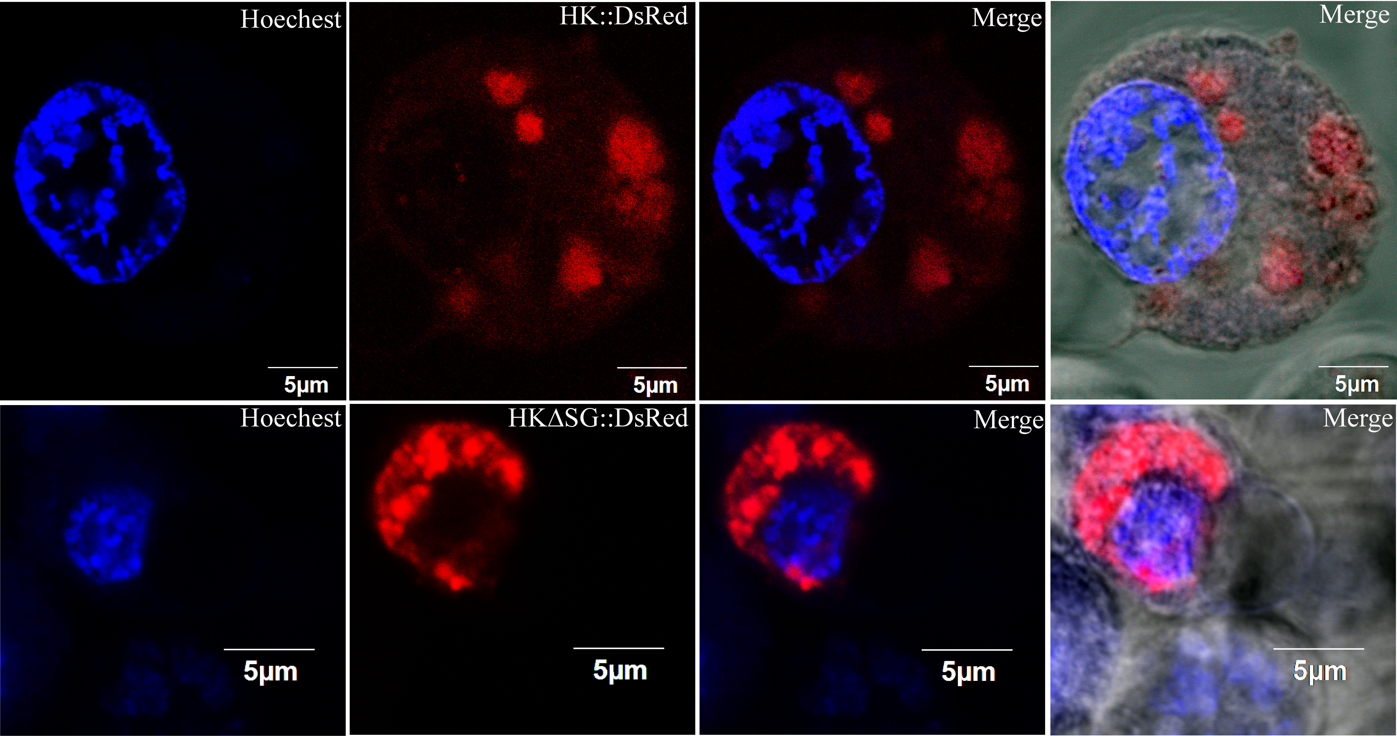Subcellular Localization Of Hk (4766x2511), Png Download