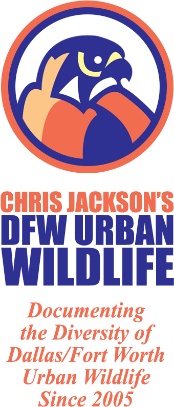 Dfw Urban Wildlife (420x810), Png Download