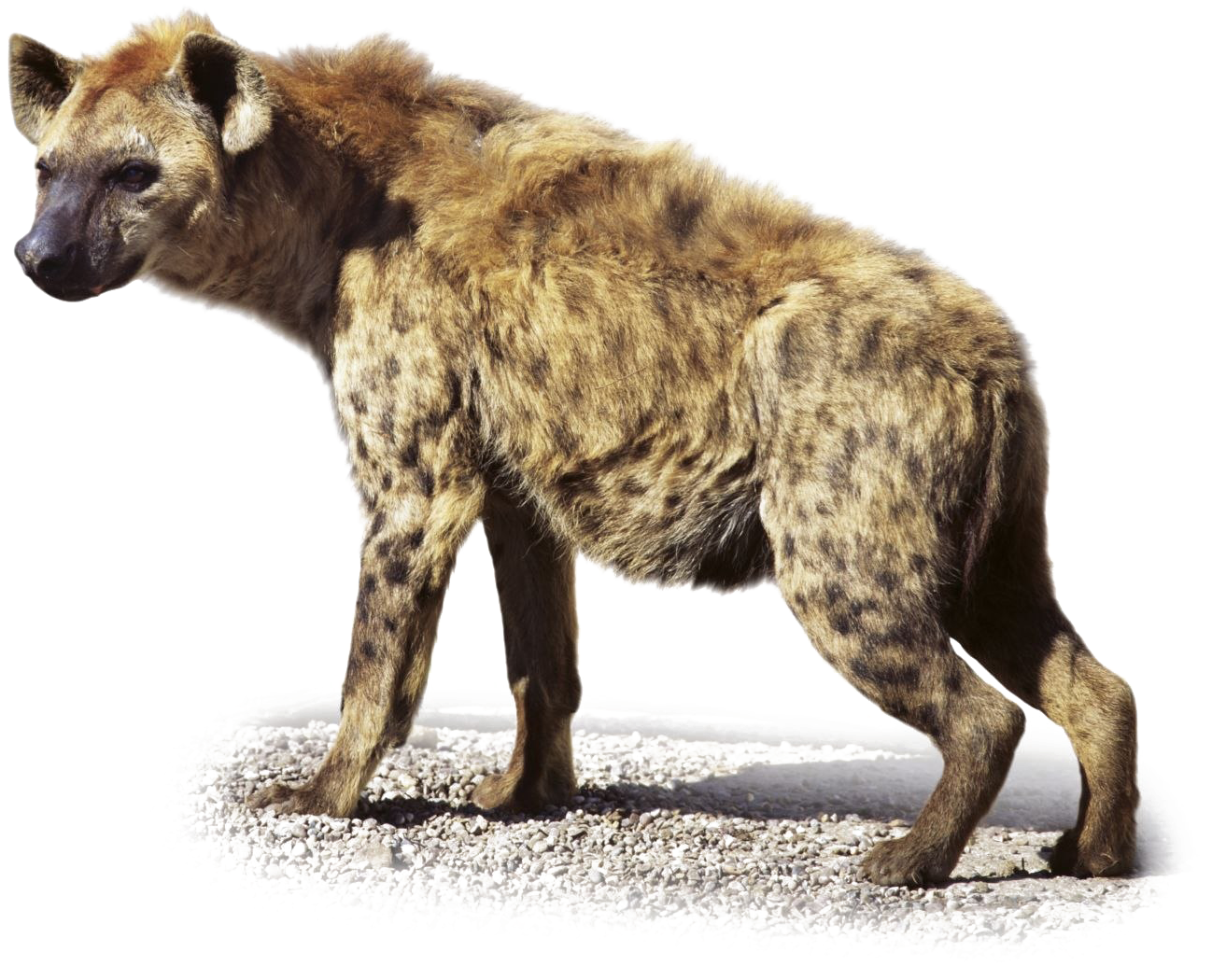 Hyena Transparent Images (1440x1132), Png Download