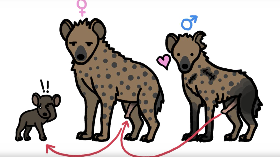 Hyena Png Pic (1100x618), Png Download