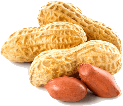 Transparent Peanut - Peanut Png (500x500), Png Download