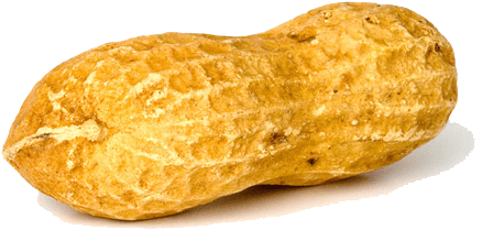 Nuts - Peanut Png Transparent (500x500), Png Download