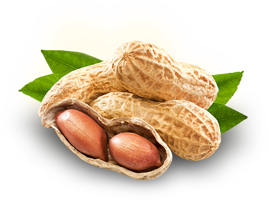 Peanut Png Photo - Peanut (556x413), Png Download
