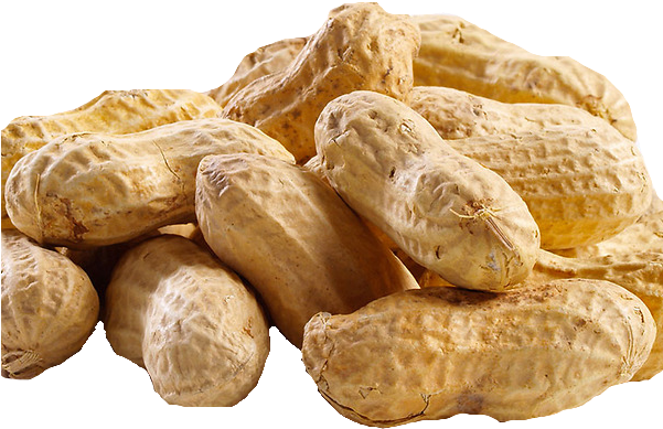Peanut Png Transparent Picture - Peanut Transparent Background (600x442), Png Download