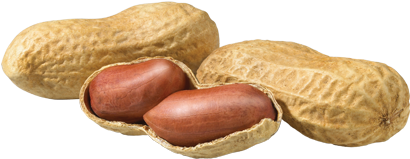 Peanut Png Transparent - Peanut (728x218), Png Download