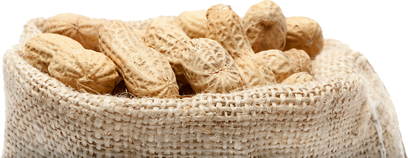 Bag Of Peanuts - Peanut (593x230), Png Download