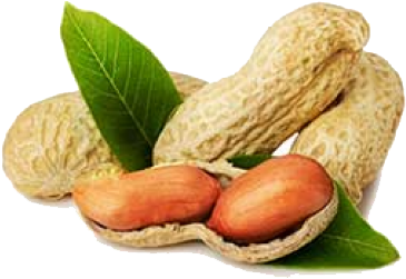 Indian Ground Nut Exporters In India - Peanut For Label (433x315), Png Download