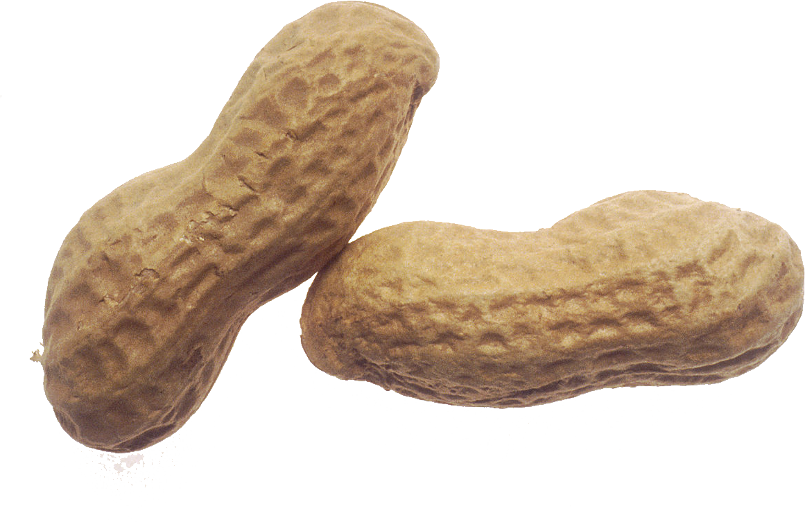 Peanut Png (1161x753), Png Download