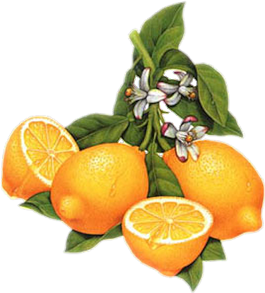 Clip Art - Vintage Lemon Clip Art (420x427), Png Download