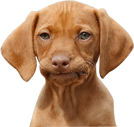 Expressive Dog - It's Just One Of Them Meme (448x421), Png Download