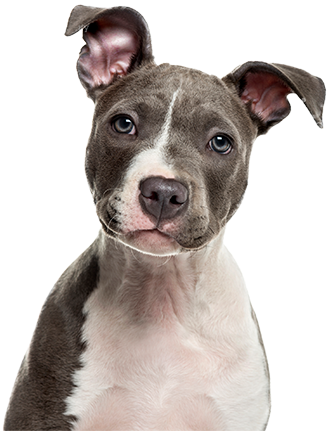 Cute Dog - American Staff (652x469), Png Download