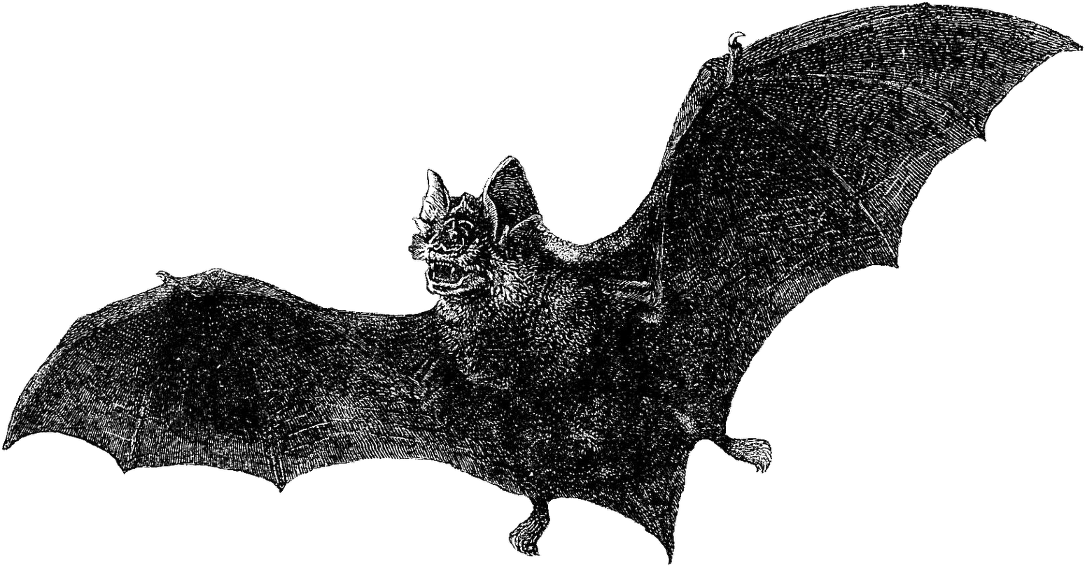 Halloween Bats - Dracula (1600x881), Png Download