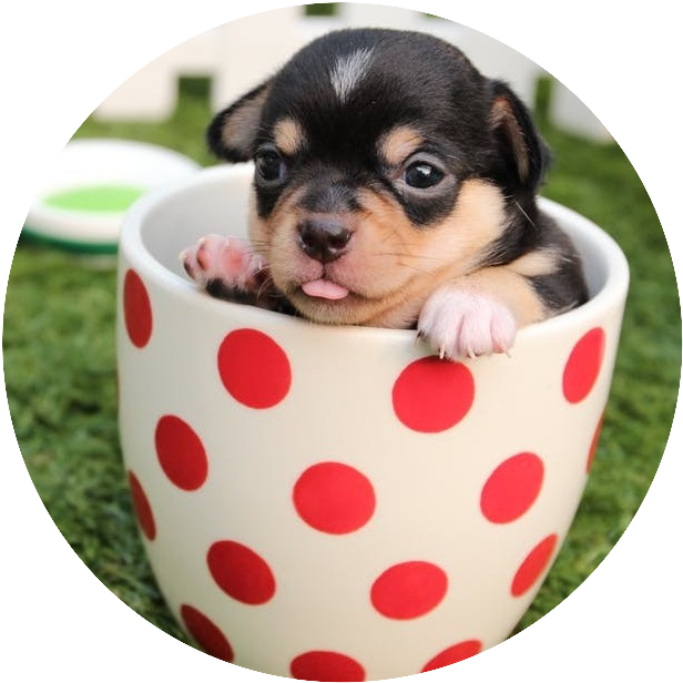 I Asked A Friend Who Owns A Couple Of Small Dogs What - Puppy Cute Dogs (616x616), Png Download