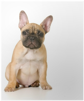 Puppy (400x400), Png Download