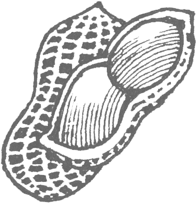 Floating-peanut - Illustration (436x440), Png Download