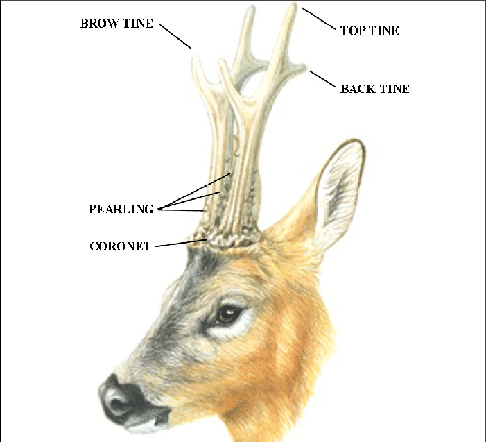 Parts Of The Roe Deer Antlers - Deer (701x637), Png Download