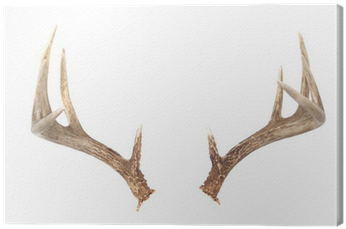 Whitetail Deer Antlers (400x400), Png Download