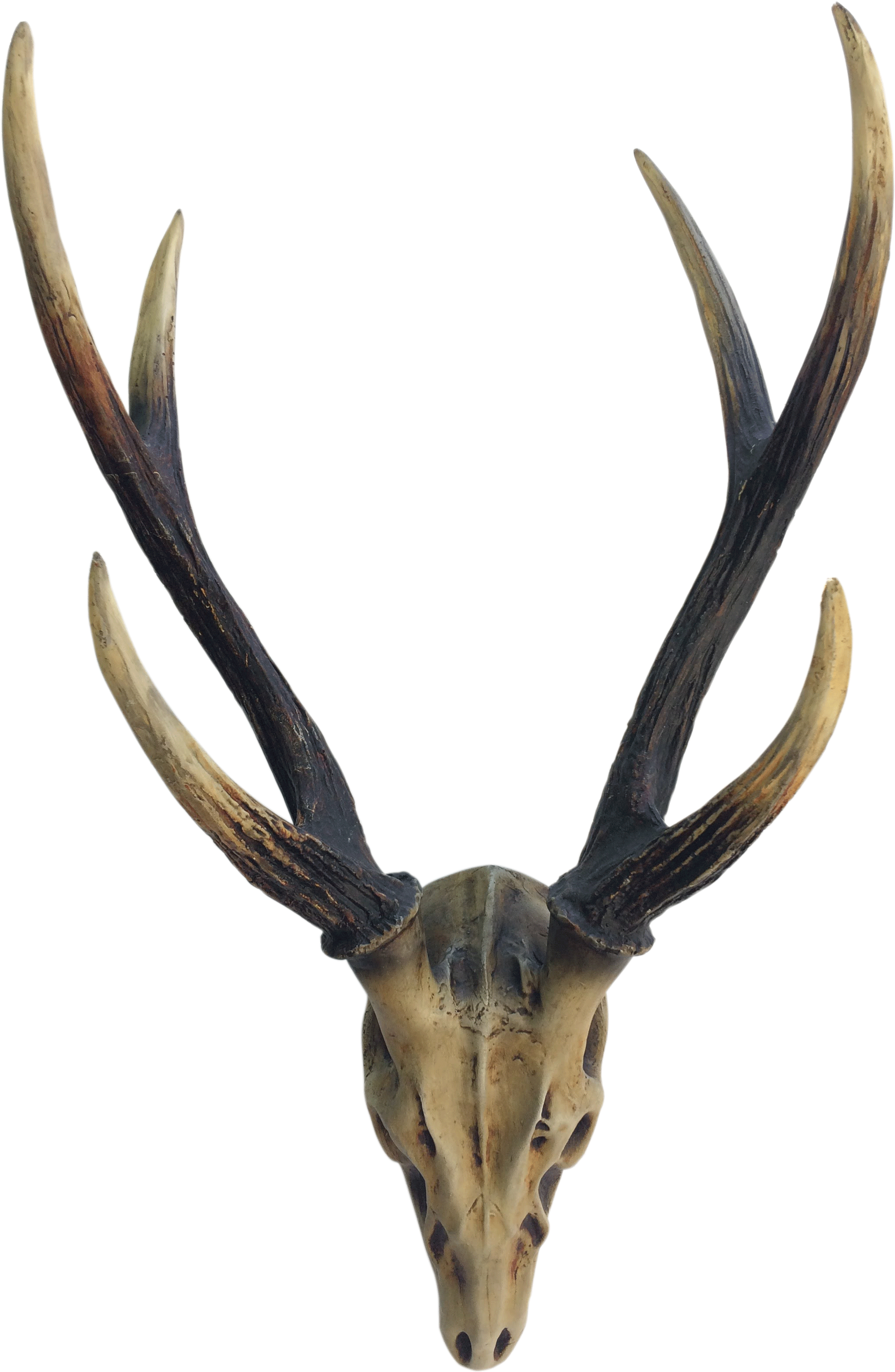 Picture Freeuse Stag Wall D Cor Ls Collections - Skull (2448x3264), Png Download