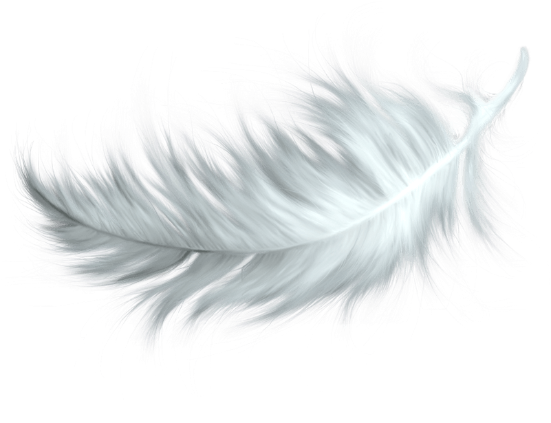 White Feather Transparent Png - Feather Transparent Background (800x624), Png Download