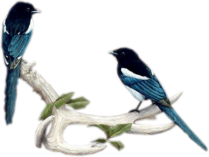 Magpies-antlers - Portable Network Graphics (424x318), Png Download