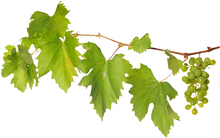 Grape Vines Png Picture Freeuse Download - Vitis (442x279), Png Download