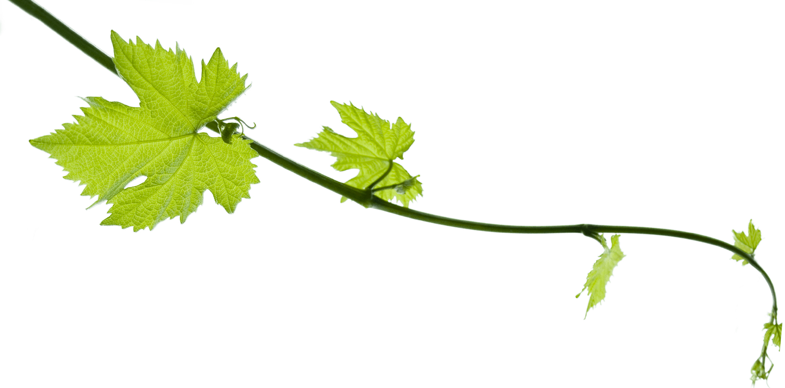 Grape Vine Png - Faith And Reason: Their Roles In Religious (1559x771), Png Download