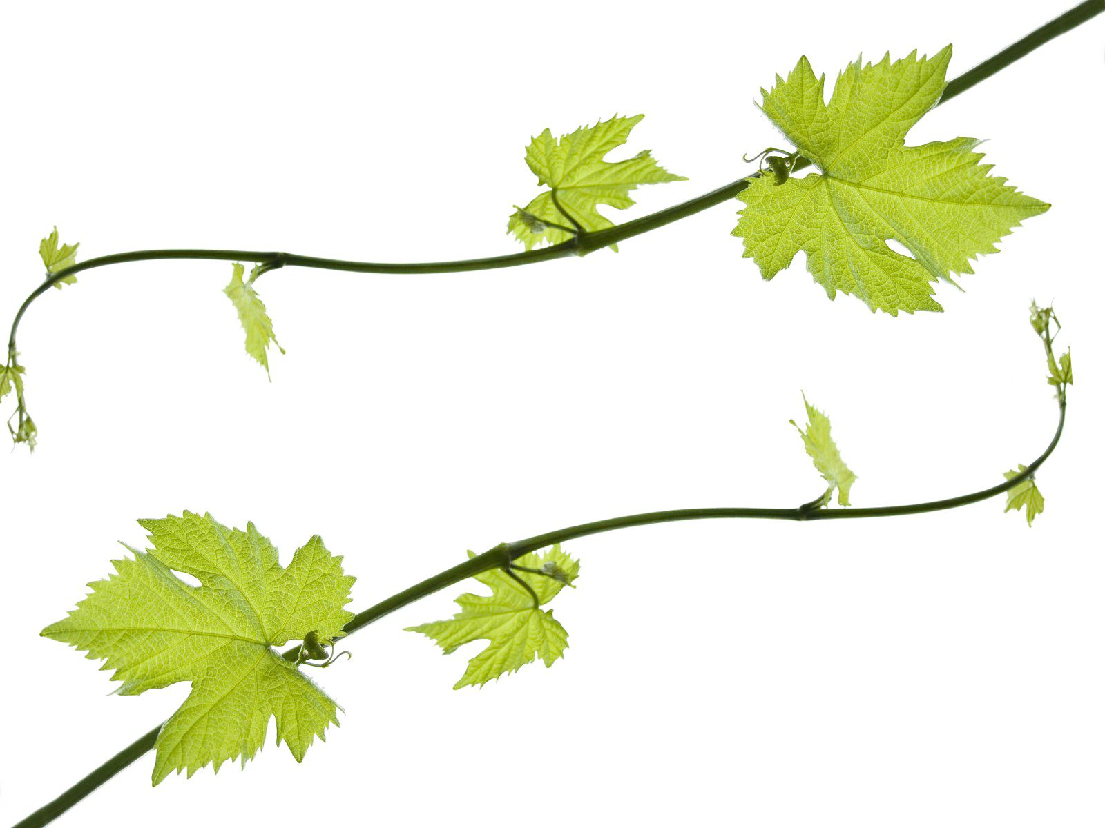 Grapevine Png Hd - Grape Vine Leaves Png (1600x1200), Png Download