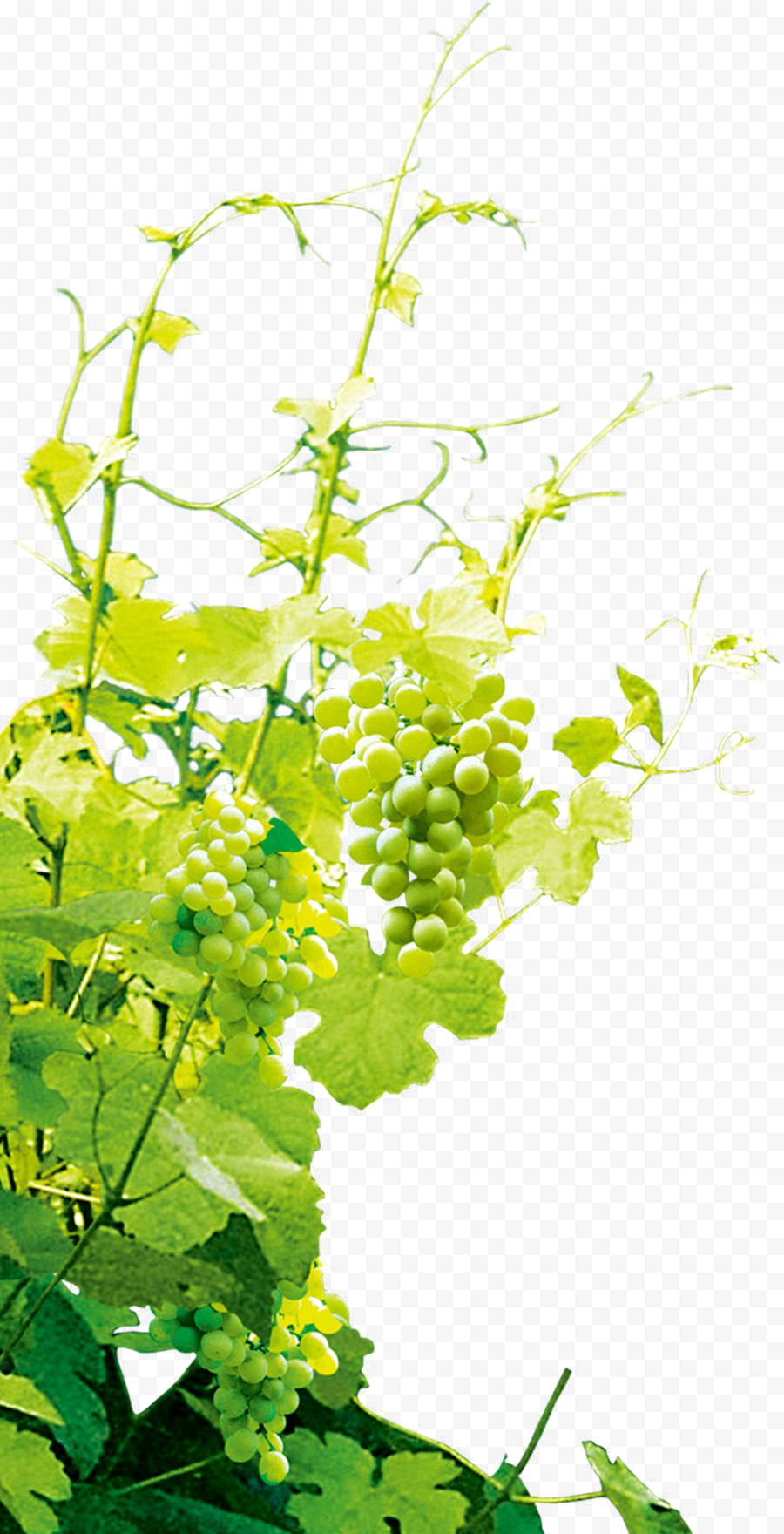 Grapevine Png Photo - Grapevine Branch (900x1760), Png Download