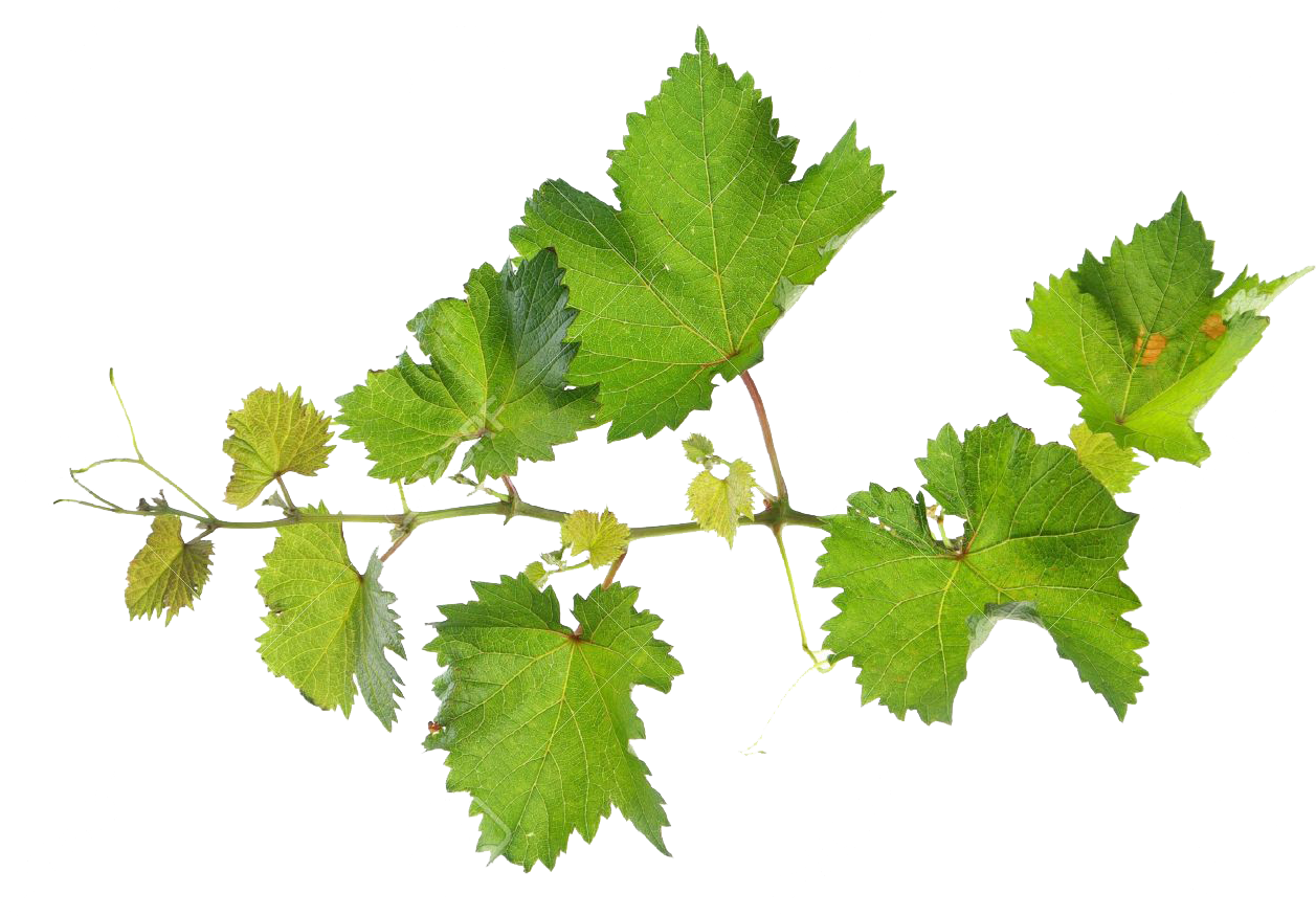 Grape Leaves Png - Grape Vine Leaves Png (1300x931), Png Download