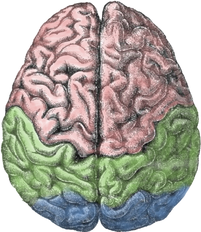 Clip Stock Wikiwand - Brain Hemispheres Png (458x535), Png Download