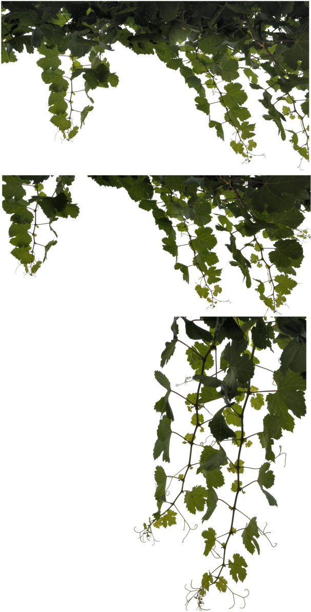 Vine Leaves - Canoe Birch (632x1264), Png Download