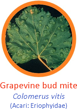 Grapevine (308x393), Png Download