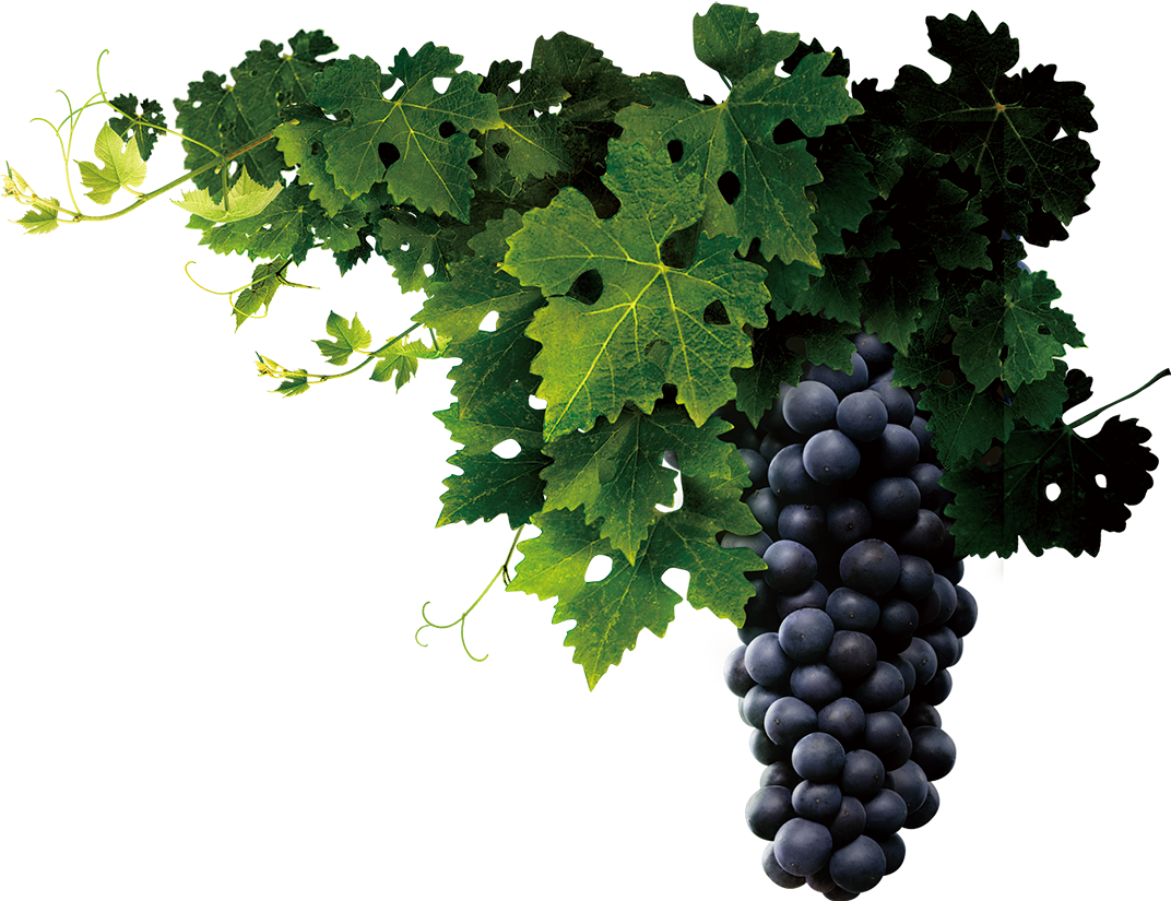 Grapevine Png Transparent - Grape Seed Png (1072x825), Png Download