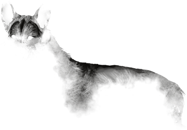 Back Splatter - Llama (475x538), Png Download