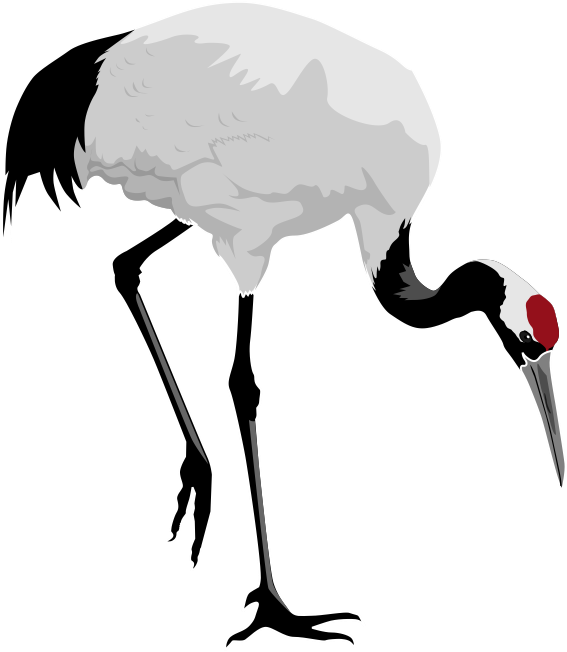 Red-crowned Cranes - Google Zoeken - Red Crowned Crane Clipart (736x773), Png Download