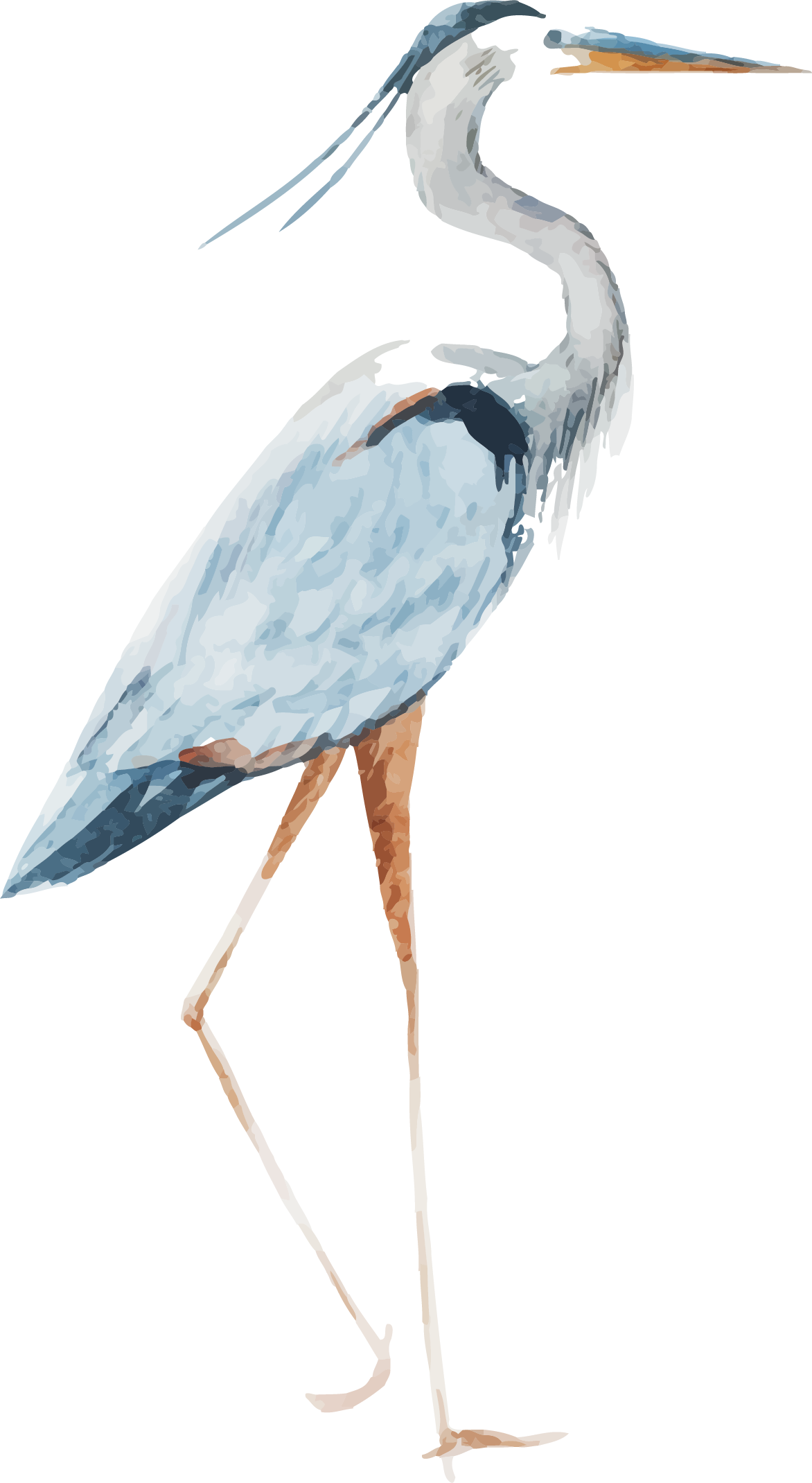 Svg Stock Red Crowned Crane Vector Transprent Png Free - Watercolor ...
