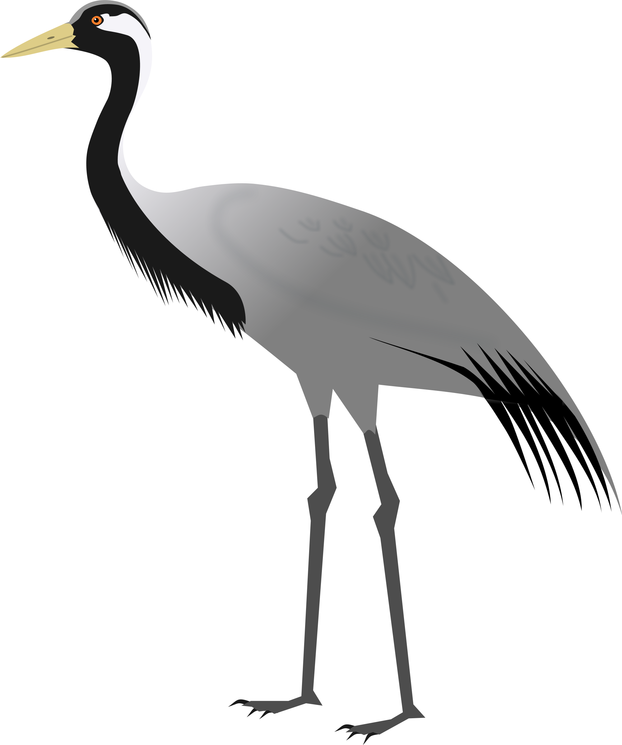 Birds Transparent Crane - Demoiselle Crane (2000x2394), Png Download