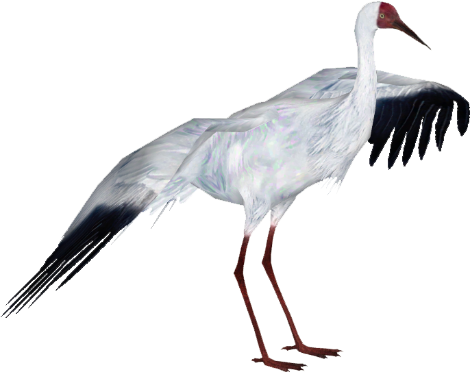 Siberian Crane - Whooping Crane Png Transparent (685x685), Png Download
