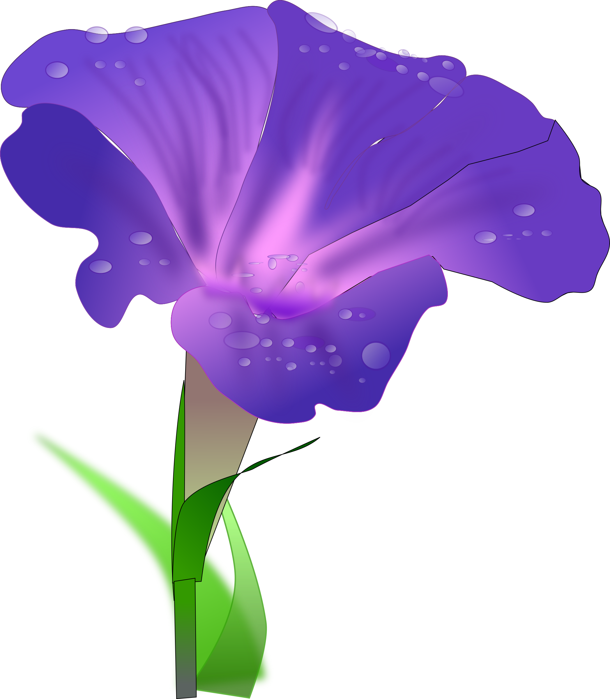 Japanese Morning Glory Drawing Flower Water Spinach - Morning Glory Png (655x750), Png Download