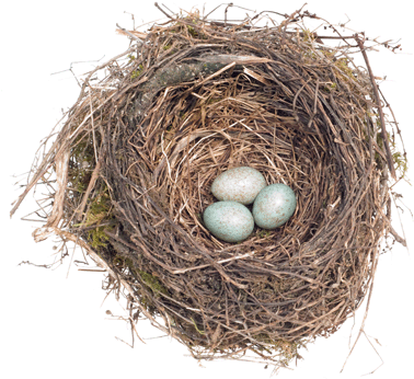Nest Png - Egg (400x400), Png Download