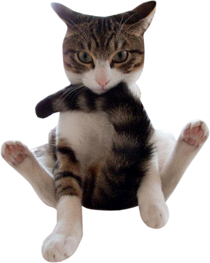 Cat By Northernstarimages On - Chat Qui Se Mord La Queue (799x1000), Png Download