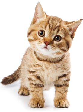 Cute Cat - Cute Cat Png (276x453), Png Download