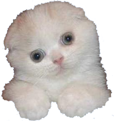 Banner Library Download Cats Png For Free Download - Souter Lighthouse (400x400), Png Download