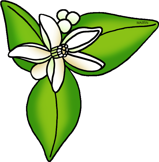 United States Clip Art By Phillip Martin - Orange Blossom Clipart (648x642), Png Download
