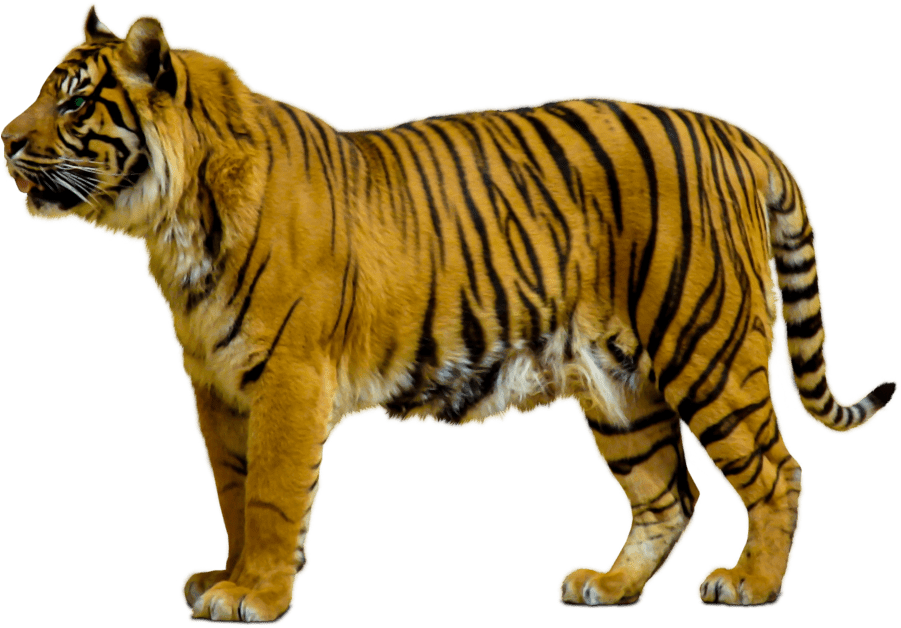 Animals Clipart Png,cartoon Animals Png,cute Animal - Tiger Transparent Background (1188x758), Png Download